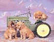 Golden Retrievers On Tractor by Ron Kimball Limited Edition Print