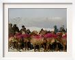 Afghan Men Look At Sheep With Their Backs Painted In Red, Kabul, Afghanistan, December 28, 2006 by Rafiq Maqbool Limited Edition Print