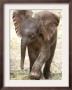 Baby Elephant's First Public Appearance, Zoo Of Berlin, Berlin, Germany by Michael Sohn Limited Edition Print