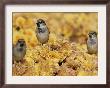 A Group Of Sparrows Warm Themselves In The Noon Sun, In Lafayette Park Across From The White House by Ron Edmonds Limited Edition Print