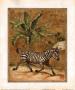 Antiqued Zebra by Tina Chaden Limited Edition Print