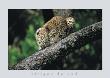 Leopard Cub In Tree by Thom Limited Edition Print