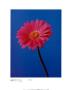 Gerbera Magenta On Reflex Blue by Masao Ota Limited Edition Pricing Art Print