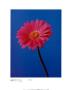 Gerbera Magenta On Reflex Blue by Masao Ota Limited Edition Print