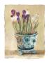 Potted Crocus by Marilyn Hageman Limited Edition Pricing Art Print