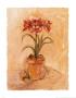 Secret Amaryllis I by Cheri Blum Limited Edition Pricing Art Print