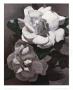 White Gardenias by Hornbuckle Limited Edition Pricing Art Print