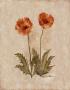 Springtime Poppies by Marilyn Hageman Limited Edition Print