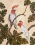 White Mitchell Cockatoos by Dianne Krumel Limited Edition Pricing Art Print
