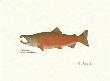 Sockeye Fish by Ron Pittard Limited Edition Print