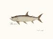 Tarpon Fish by Ron Pittard Limited Edition Pricing Art Print