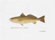 Spotted Seatrout by Ron Pittard Limited Edition Print