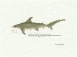 Great Hammerhead Shark by Ron Pittard Limited Edition Pricing Art Print