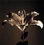 Flower Series Iv by Walter Gritsik Limited Edition Print