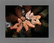 Circle Of Hands by Olivier Follmi Limited Edition Pricing Art Print