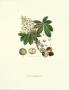 Horse Chesnut Tree by John Miller (Johann Sebastien Mueller) Limited Edition Print