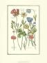 De Bry Flowers I by Johann Theodore De Bry Limited Edition Pricing Art Print