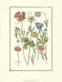 De Bry Flowers I by Johann Theodore De Bry Limited Edition Pricing Art Print