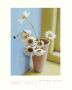 Ox-Eye Daisies by Sarah Jarrett Limited Edition Pricing Art Print