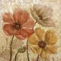 Poppy Allure I by Conrad Knutsen Limited Edition Print