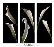 Calla Lilies by Lependorf Shire Limited Edition Pricing Art Print
