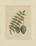 Juglans Cathartica by La Roche Laffitte Limited Edition Pricing Art Print