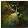 Tropical Seclusion by Verdi Limited Edition Pricing Art Print