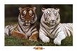 Bengal Tigers by Konrad Wothe Limited Edition Print