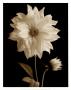 Dahlia Bud by Sondra Wampler Limited Edition Pricing Art Print