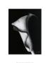 Arum Lily I by Bruce Rae Limited Edition Print