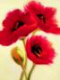 Red Poppies by Paula Benson Limited Edition Print