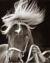 Horse by Yves Perton Limited Edition Print