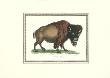 American Bison Variation by George Shaw Limited Edition Pricing Art Print