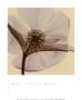 Hellebore I by Steven N. Meyers Limited Edition Pricing Art Print