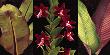 Red Orchids And Palm Leaves by Rodolfo Jimenez Limited Edition Pricing Art Print