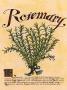 Rosemary by Linda Hutchinson Limited Edition Pricing Art Print