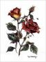 Fall Rose by Kym Garraway Limited Edition Pricing Art Print