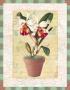 Potted Cattleya by Walter Robertson Limited Edition Print