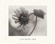 Sunflower And Leaf by James Ware Pitts Limited Edition Print