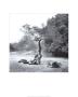 Lonely Tree by Harold Silverman Limited Edition Print