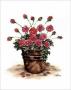 Potted Carnations by Andrea Nina Limited Edition Pricing Art Print