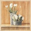 Les Fleurs Blanches, Tulipes Et Jacinthes by Laurence David Limited Edition Print
