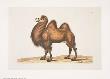 Camel by George Wolfgang Knorr Limited Edition Print