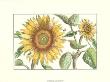 Sunflower Stars I by Crispijn De Passe Limited Edition Print