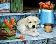 Porch Puppies I by Jane Maday Limited Edition Pricing Art Print