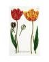 Two Tulips With Seeds by Johann Wilhelm Weinmann Limited Edition Print