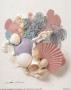 Shell Collage Ii by Judith Limited Edition Print