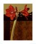 Amaryllis And French Screen I by Shirley Novak Limited Edition Pricing Art Print