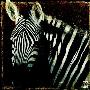 Zebra Portrait by Fabienne Arietti Limited Edition Print