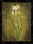 Dark Side Of An Amaryllis by Julia Bonet Limited Edition Pricing Art Print